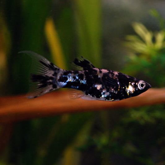 Marble Mollies