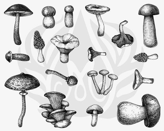 Mushroom Silkscreen