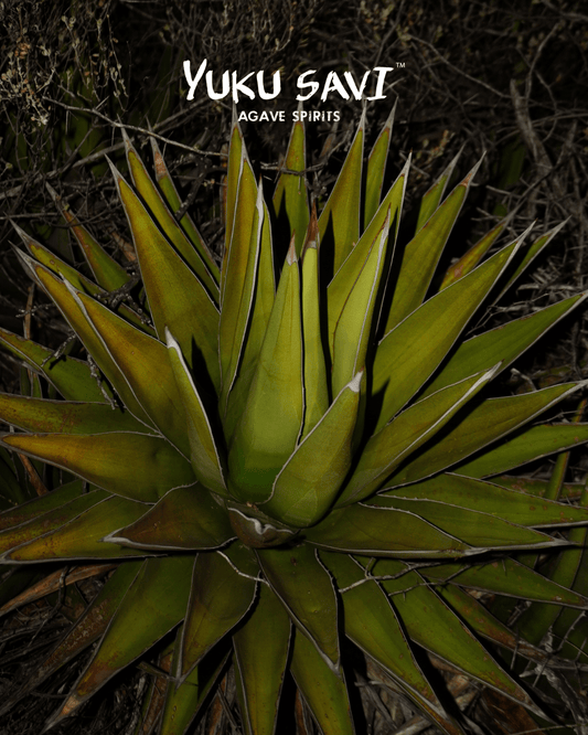 Yuku Savi - 'Jabali' Mezcal (Jabali | 750ML)